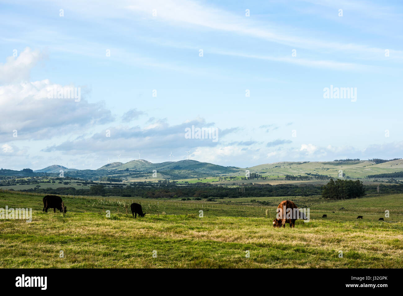 Classic view countryside in Maldonado Department of Uruguay: Cows, meadows and green technologies Stock Photo