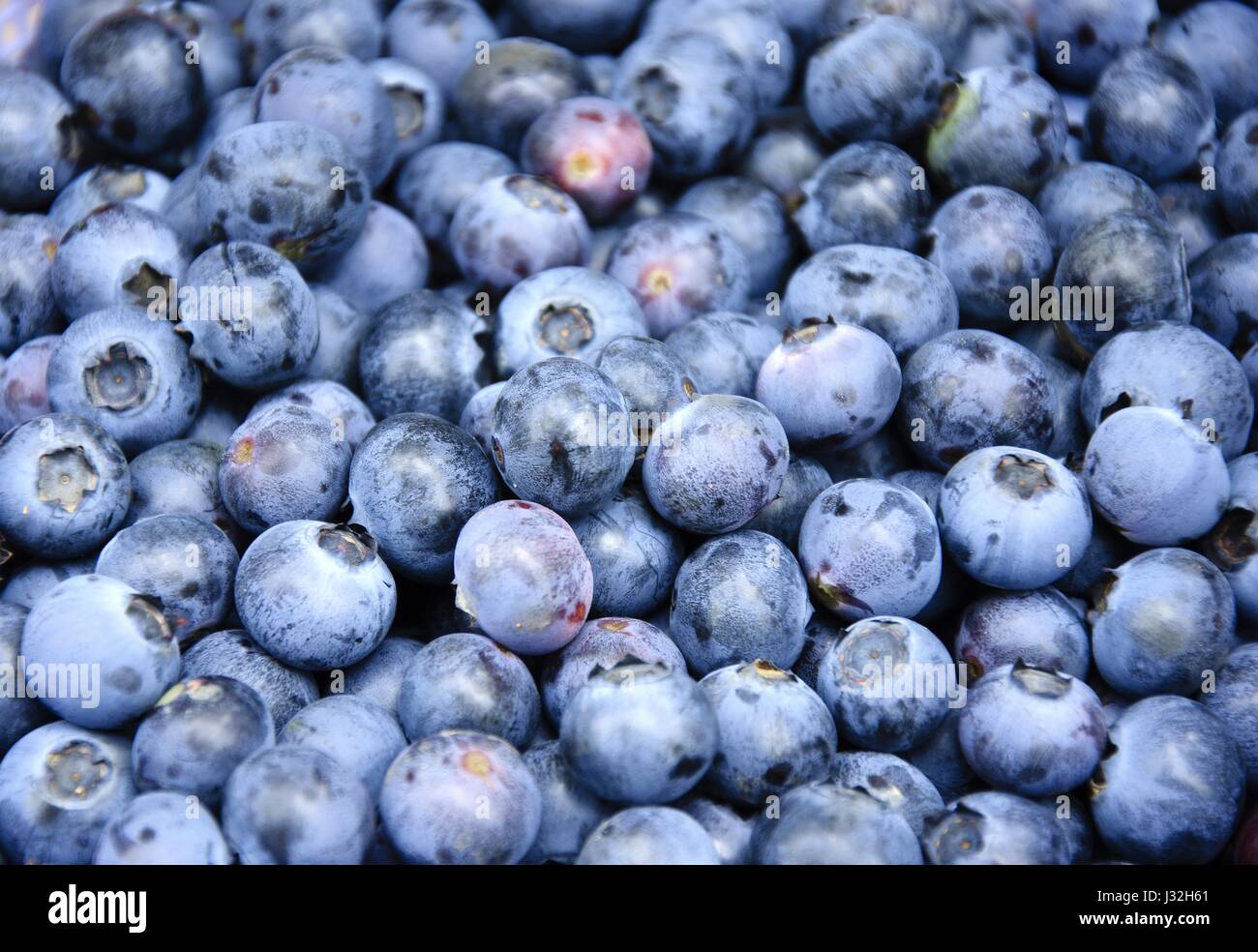 The blueberry closeup Stock Photo - Alamy