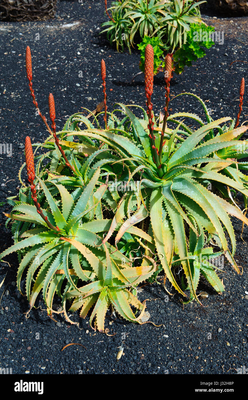 Aloe Vera plant blossom in Tenerife, Canary Islands, Spain Stock Photo