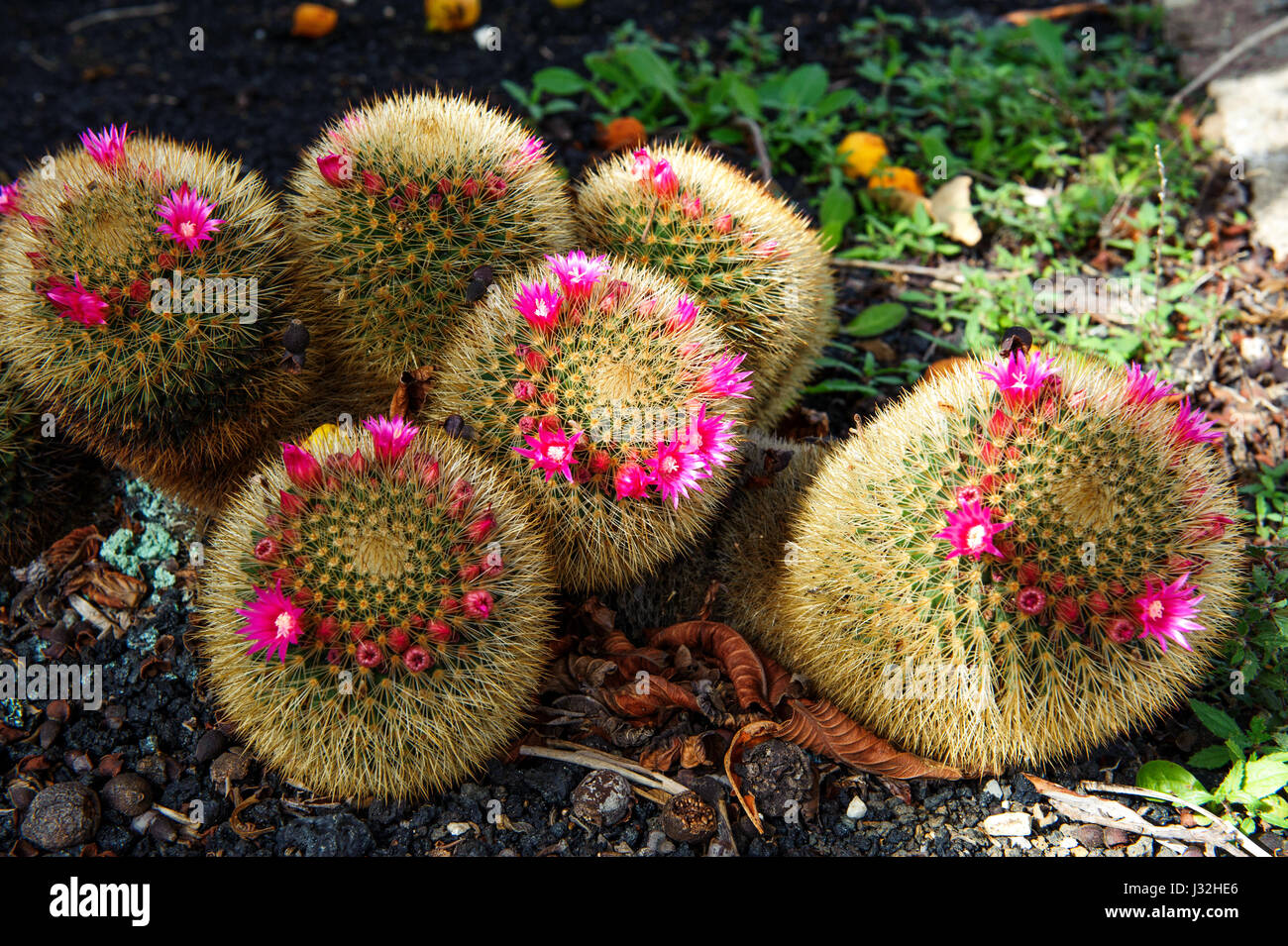 Golden ball cactus / Echinocactus grusonii blossom time Stock Photo