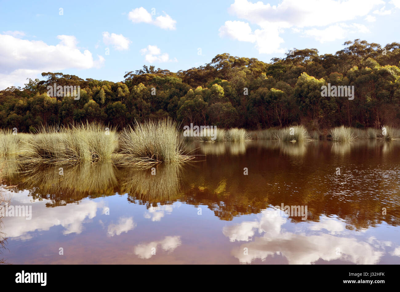 Reeds and cloud reflections in a Lake Couridjah, Thirlmere Lakes National Park, near Picton, NSW, Australia Stock Photo
