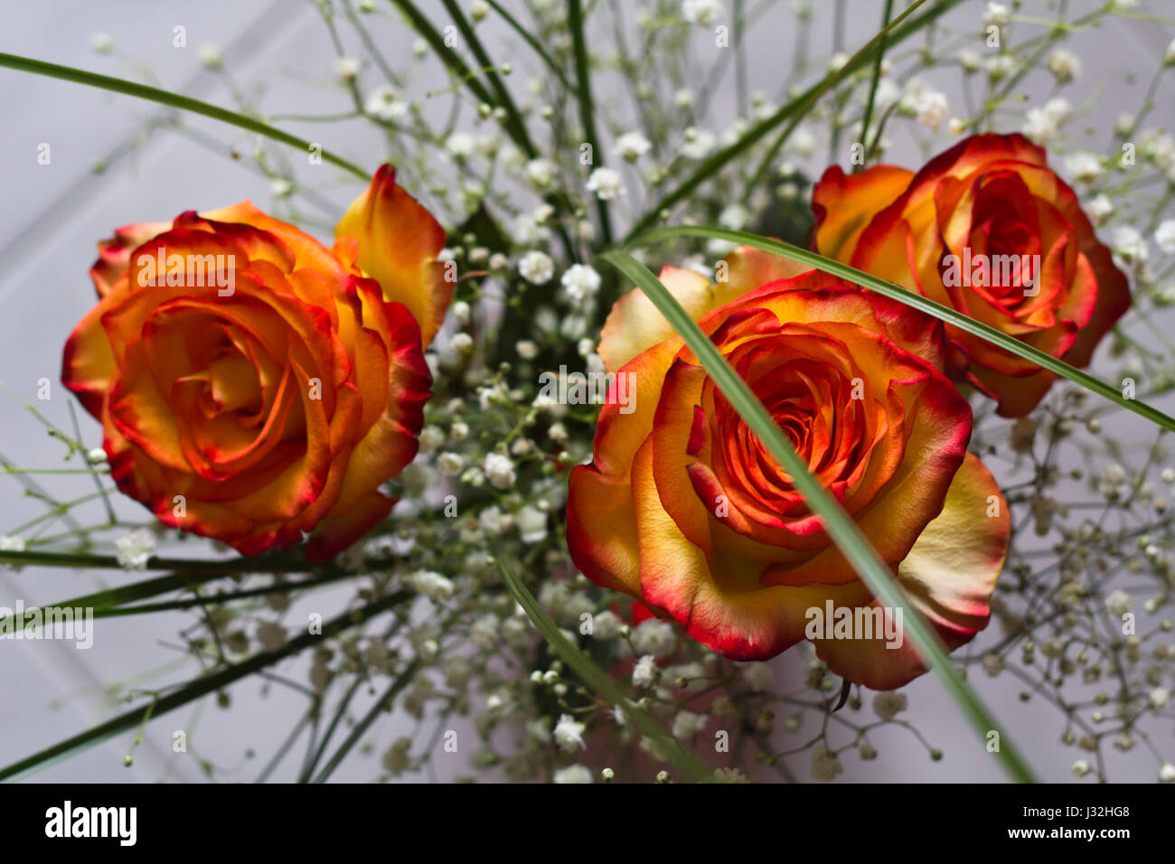 Three Orange and yellow roses Stock Photo - Alamy