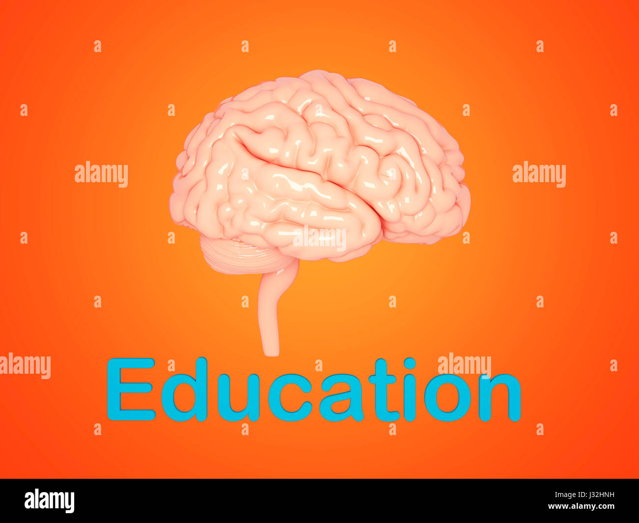 3d rendered human brain model hi-res stock photography and images - Alamy