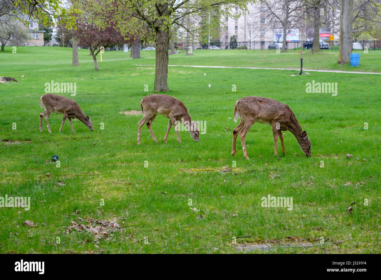 Herd of young white-tailed deer (Odocoileus virginianus), male, female, doe, buck, grazing, urban environment, London, Ontario, Canada. Stock Photo