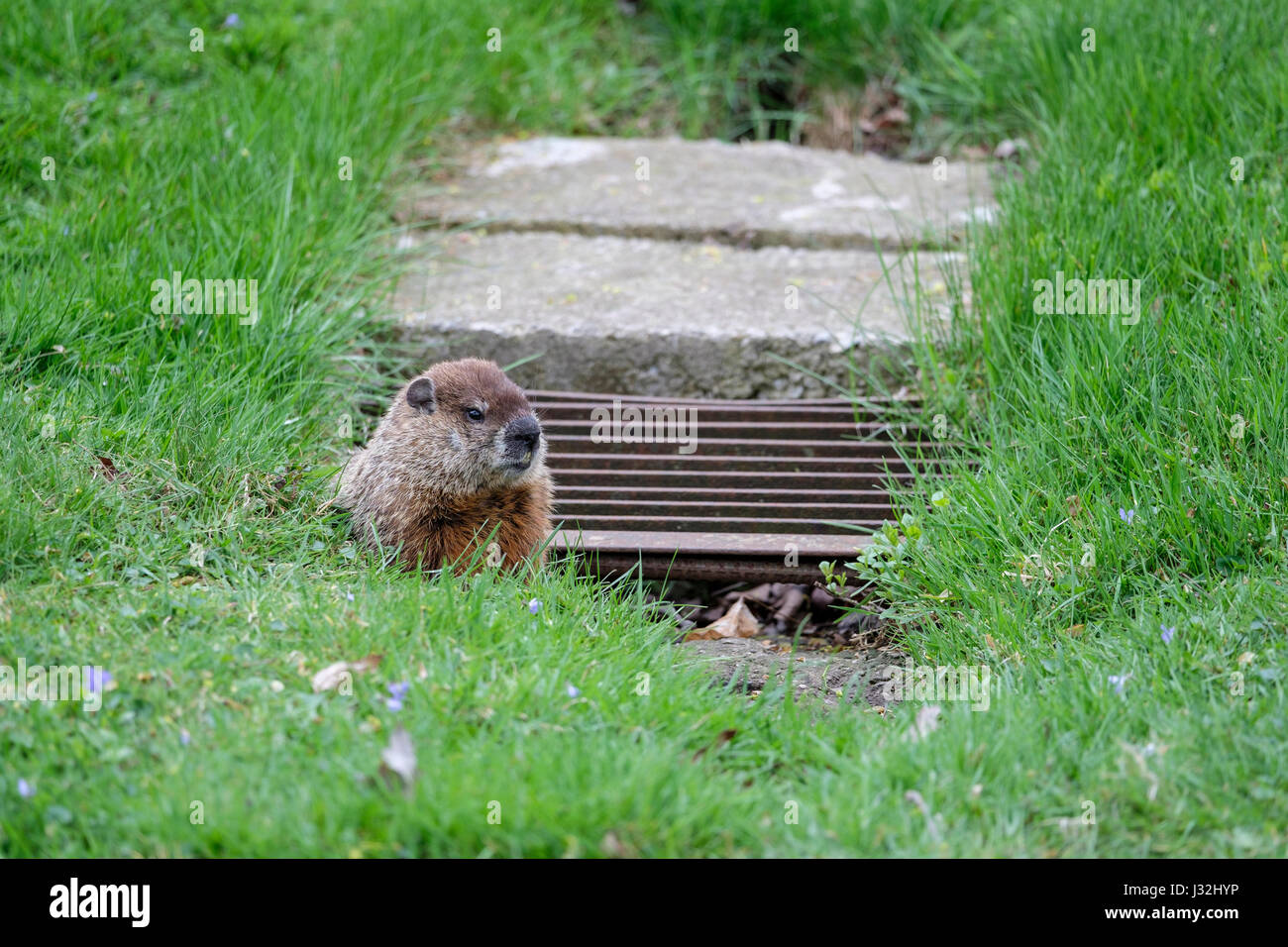 Male groundhog, woodchuck, (Marmota monax) at the entrance of its burrow in an urban setting, city park, London, Ontario, Canada. Stock Photo