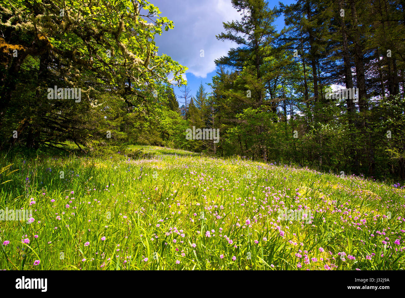 Various wildflowers on a glade with a green grass and the ubiquitous moss on trees and stones mixed with trees on a background of blue sky with storm  Stock Photo