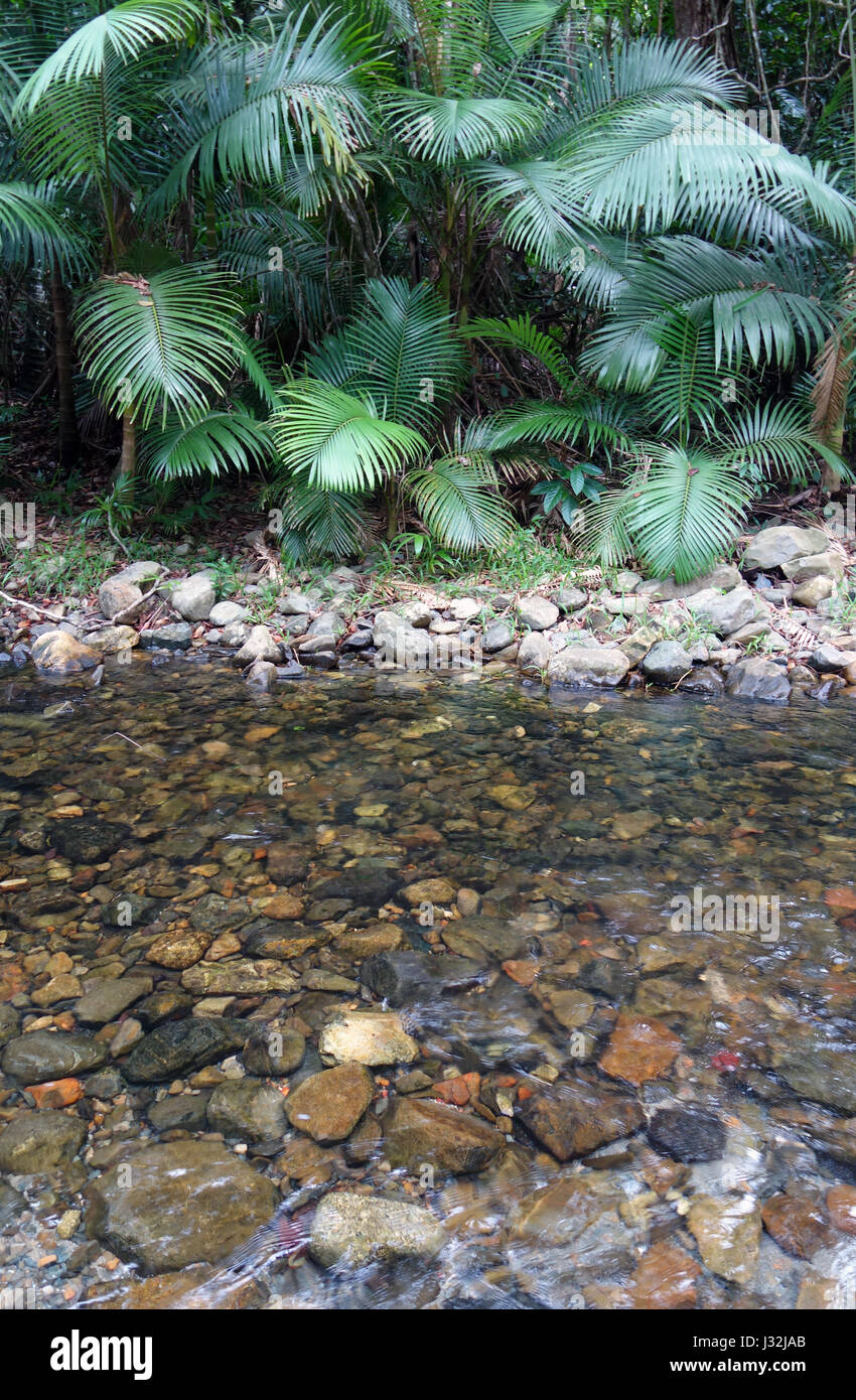 Emmagen Creek, Bloomfield Track near Cape Tribulation, Daintree National Park, Queensland, Australia Stock Photo