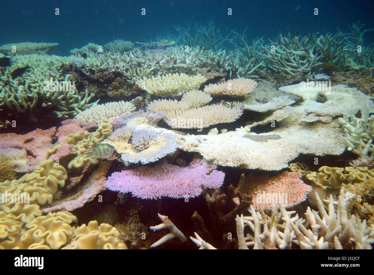Bleaching and fluorescing corals on the Great Barrier Reef in March 2017, Queensland, Australia Stock Photo