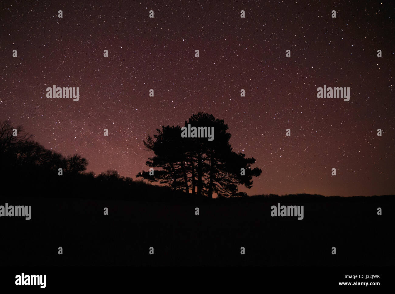 silhouette of tree against starry night sky Stock Photo - Alamy