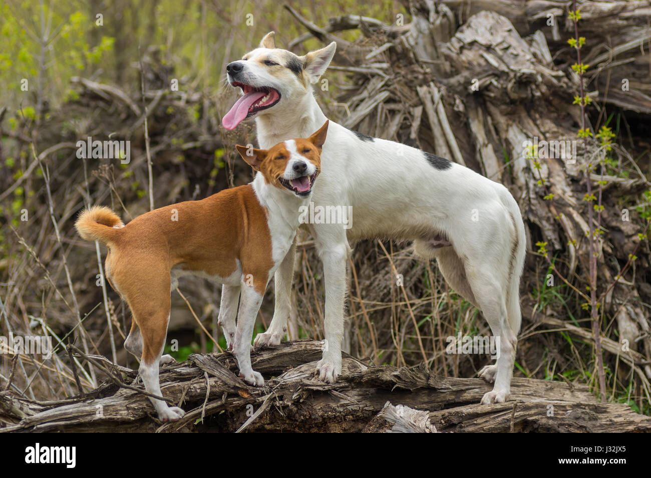 can a basenji and a labrador retriever be friends