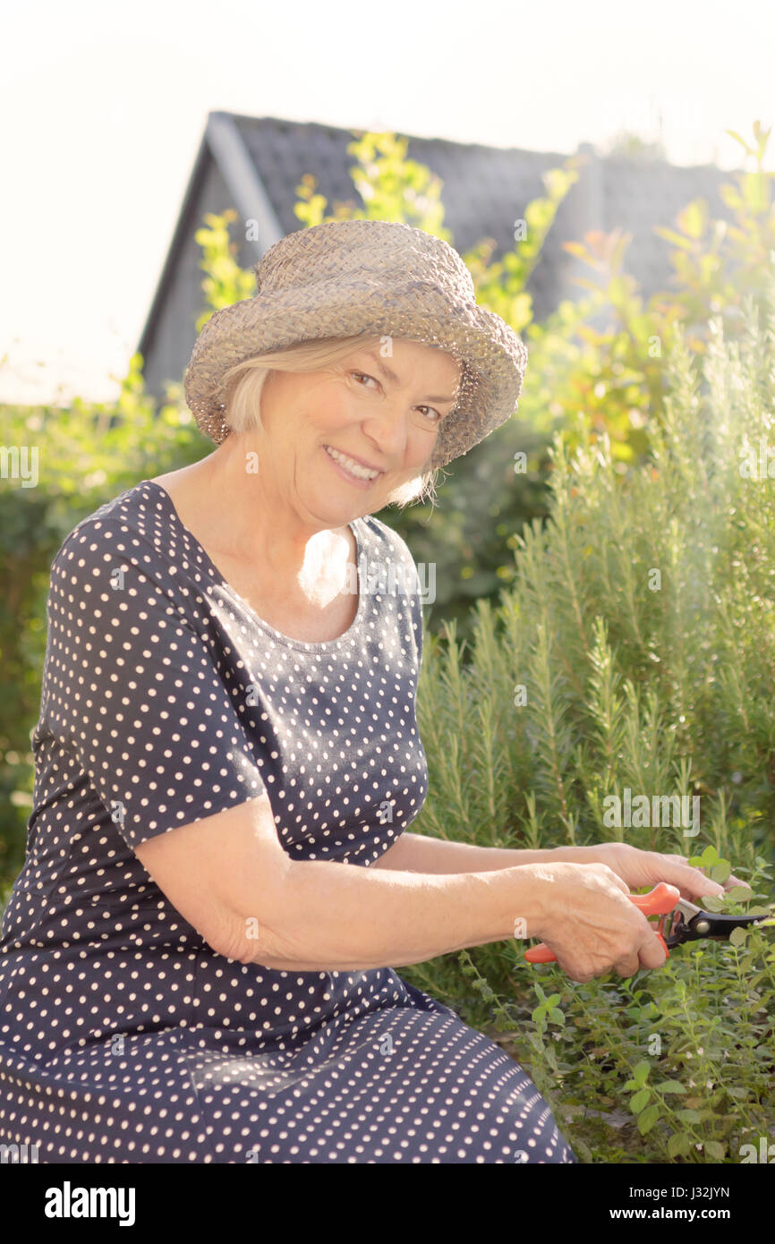 Smiling elderly lady in polka dotted dress and straw hat sitting in her garden yard cutting rosemary for her next meal on a sunny summer day Stock Photo