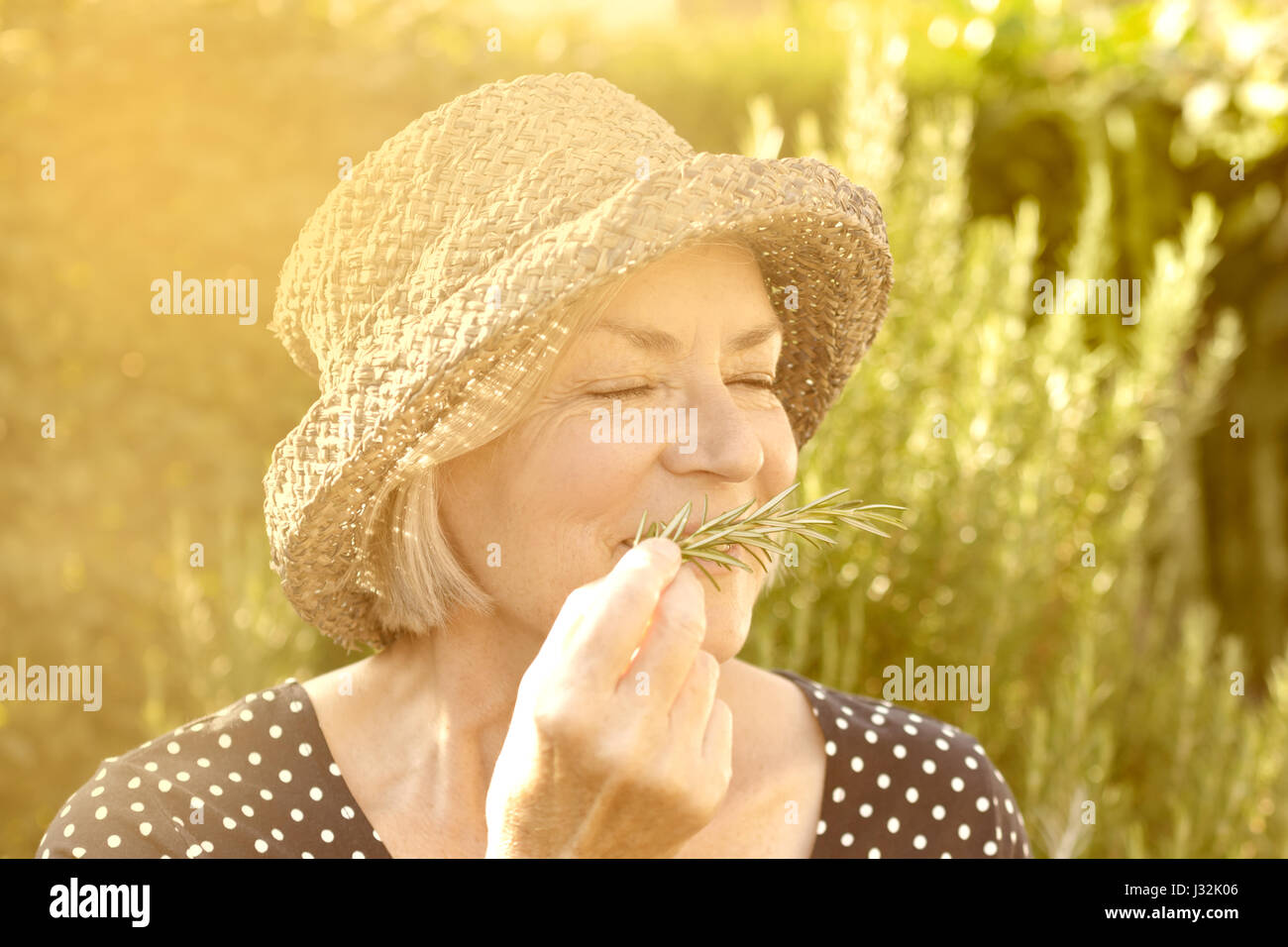 Elderly lady with straw hat in her garden enjoying the intense aroma of her homegrown rosemary in the golden light of a sunny day in summer or fall Stock Photo