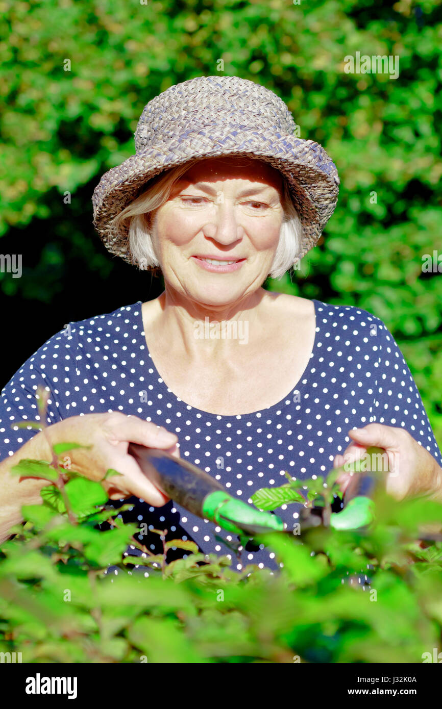 Smiling senior woman with a straw hat trimming the hedge of her garden yard on a sunny summers day, joy of gardening concept Stock Photo