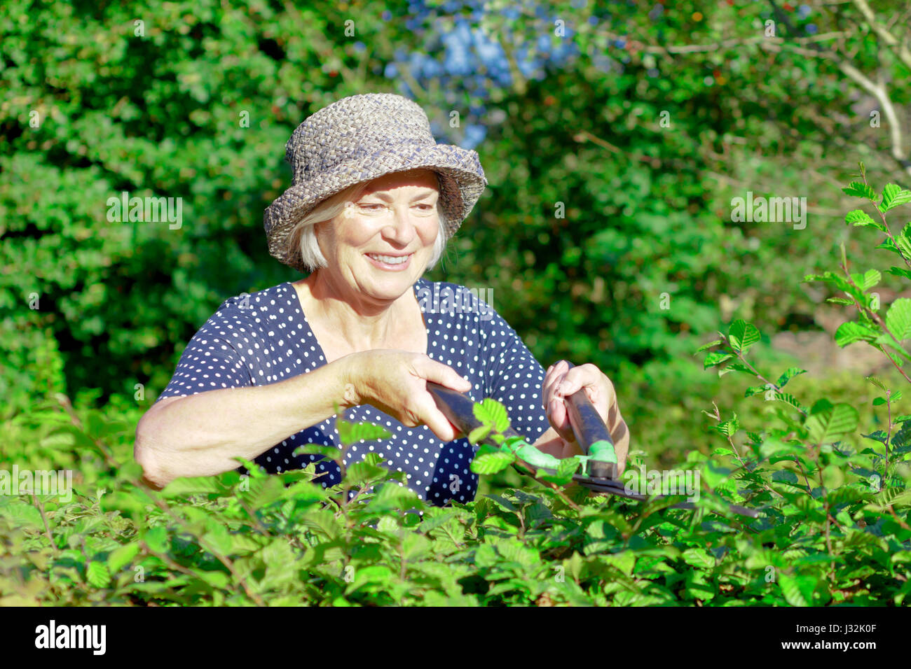 Smiling retired woman with a straw hat trimming the hedge of her garden yard on a sunny summers day, joy of gardening concept, copy or text space Stock Photo