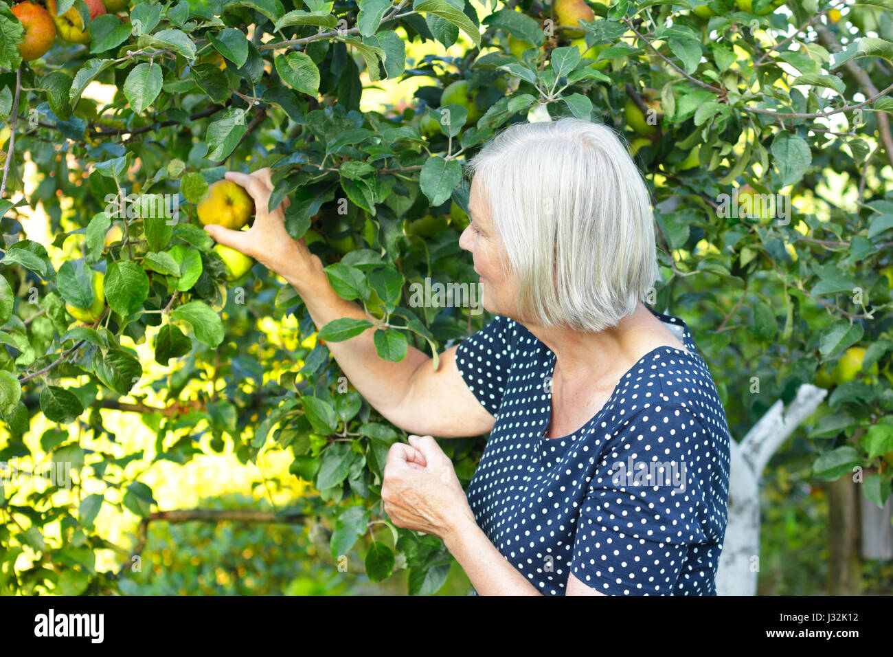 Older woman in a blue polka-dotted dress and a basket on her arm picking ripe apples of a tree in her garden yard, active and healthy retirement conce Stock Photo