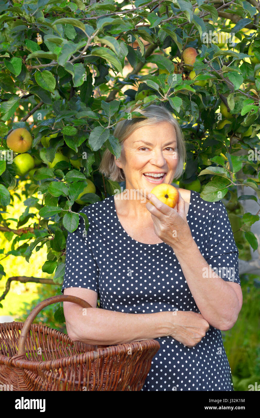 Happy mature woman in a blue polka-dotted dress and a basket on her arm biting in a fresh apple of her apple tree, active and healthy retirement Stock Photo