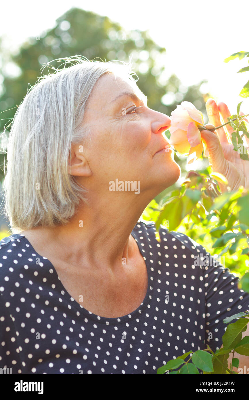 Woman with gray hair in her garden enjoying the perfume of a rose flower on the glorious light of a warm and sunny summer morning Stock Photo