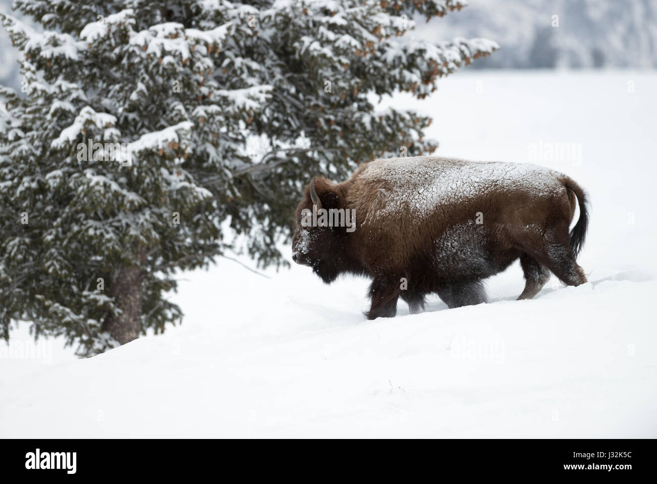 American Bison / Amerikanischer Bison ( Bison bison ) in winter