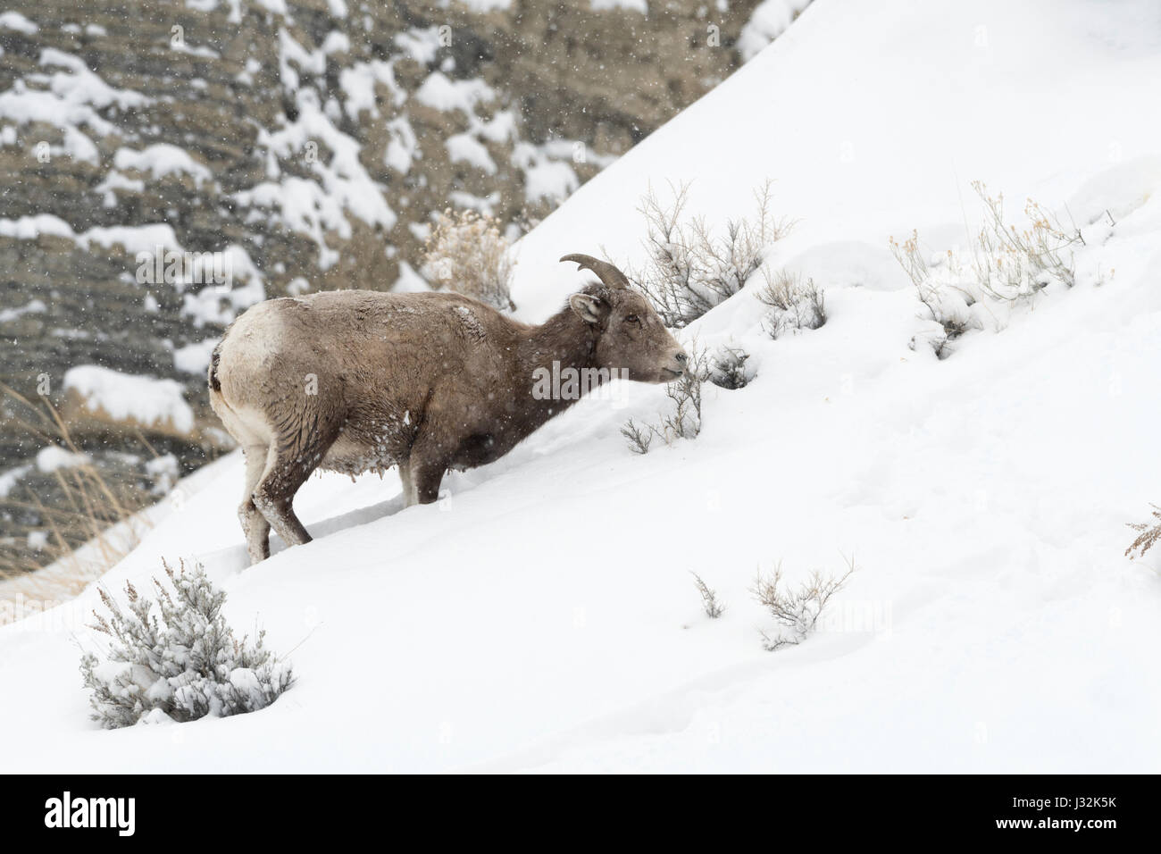 Rocky Mountain Bighorn Sheep / Dickhornschaf ( Ovis canadensis ) in winter, adult female adult, feeding on snow covered shrubs, Yellowstone National P Stock Photo