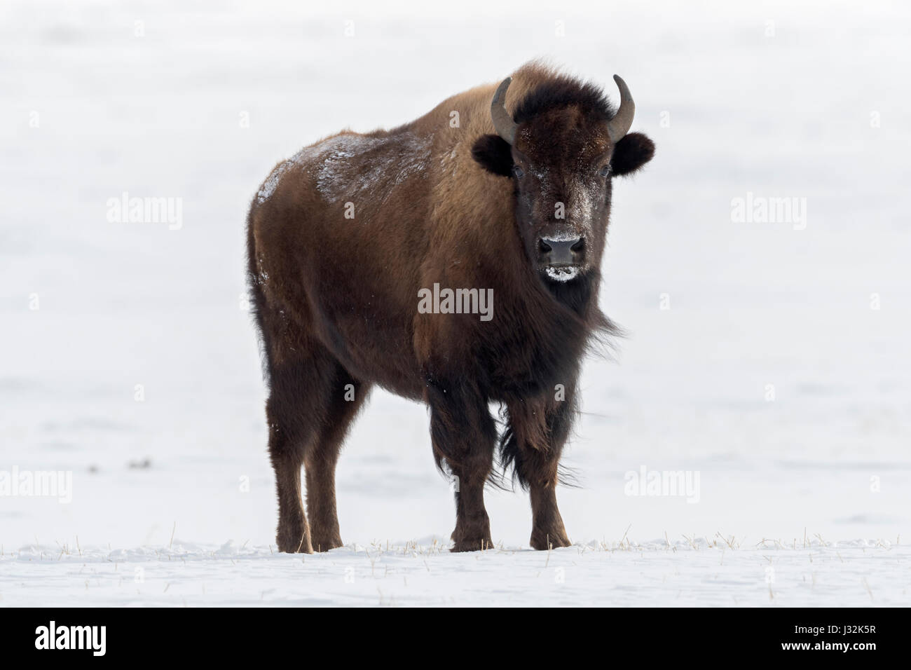 American Bison / Amerikanischer Bison ( Bison bison ) in winter, adult, standing on snow covered open land, plains, steppe, grassland, watching, Yello Stock Photo
