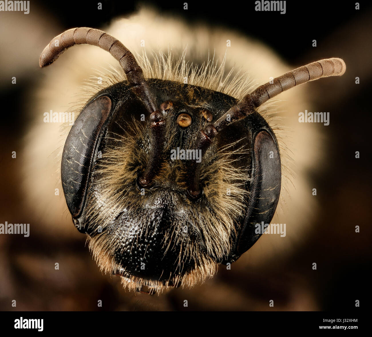 Andrena vicina, f, face, Hardy Co, WV 2017-03-08-1216 33355381551 o Stock Photo