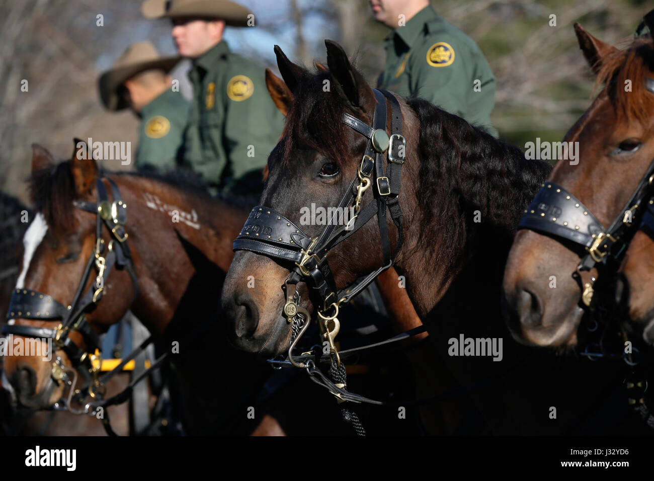 U s border patrol horse patrol unit prepares for innaugural par hires