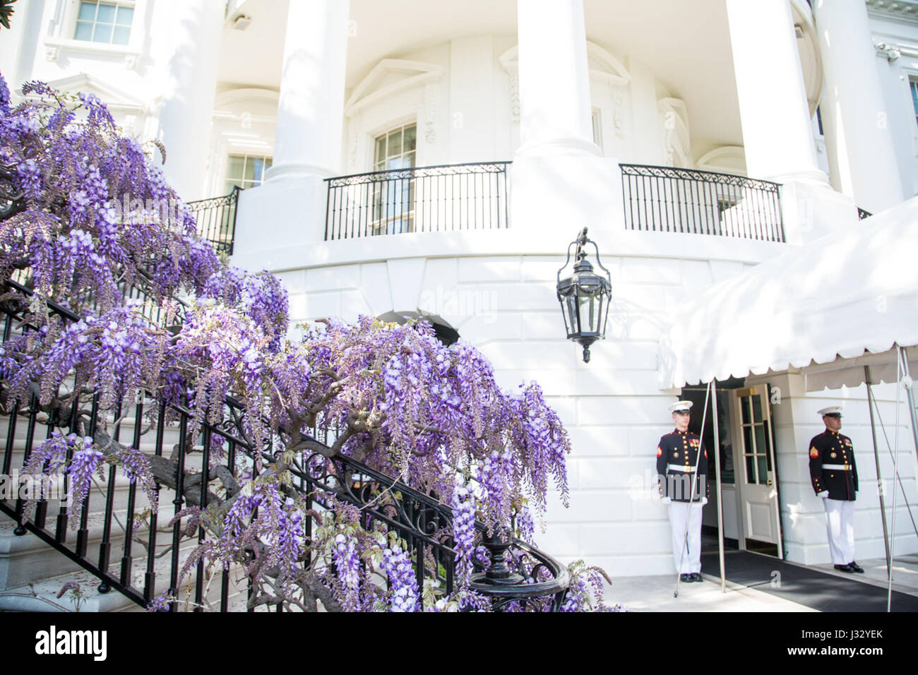 Spring flowers outside the South Portico of the White House on April 12th, 2017. . Stock Photo