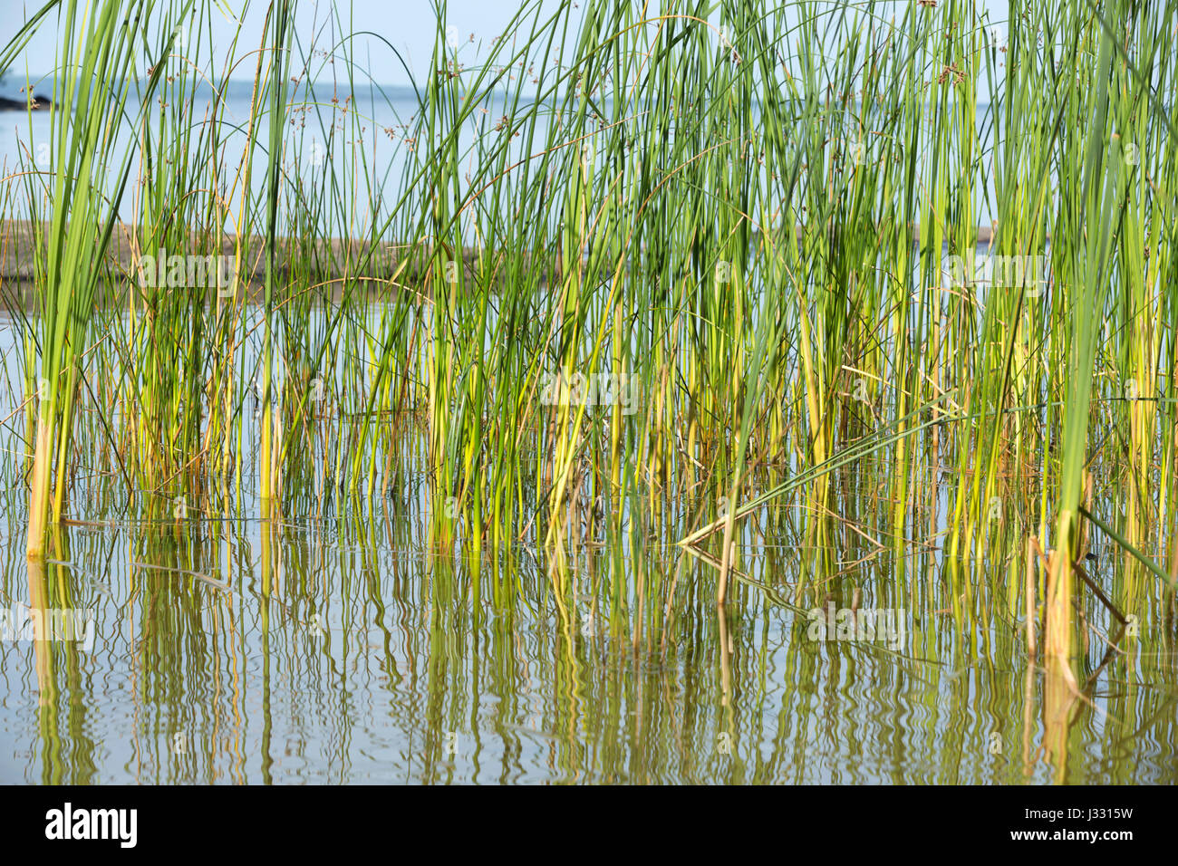 High Resolution Close Up Photo Of Tall Grass Reflection In The Water Stock Photo Alamy