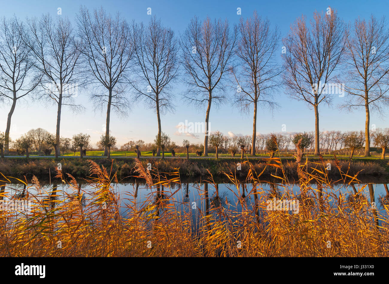 Canal outside of Damme city with a lovely tree line at sunset near Bruges, Belgium. Stock Photo
