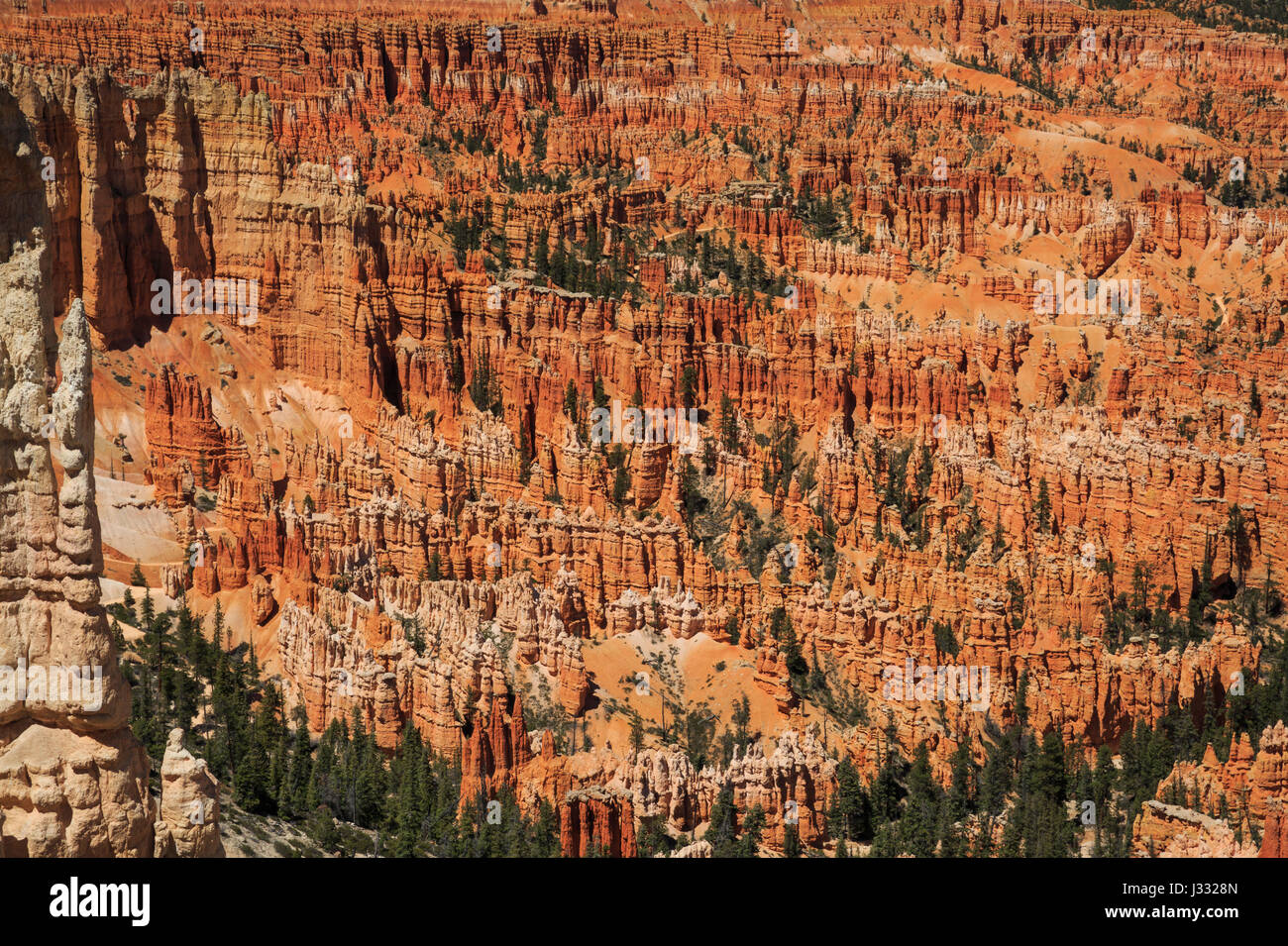 hoodoos in the amphitheater at bryce canyon national park, utah Stock Photo