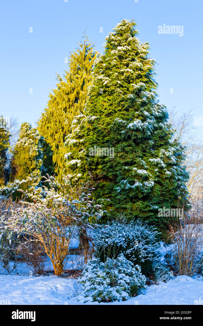 Winter scene with trees and snow in a park on a bright day, England, UK Stock Photo