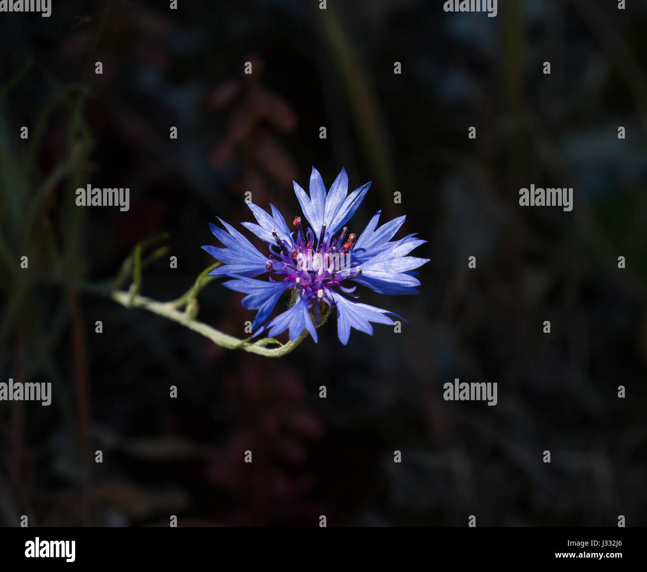 Vivid blue Cornflower against dark background. Stock Photo