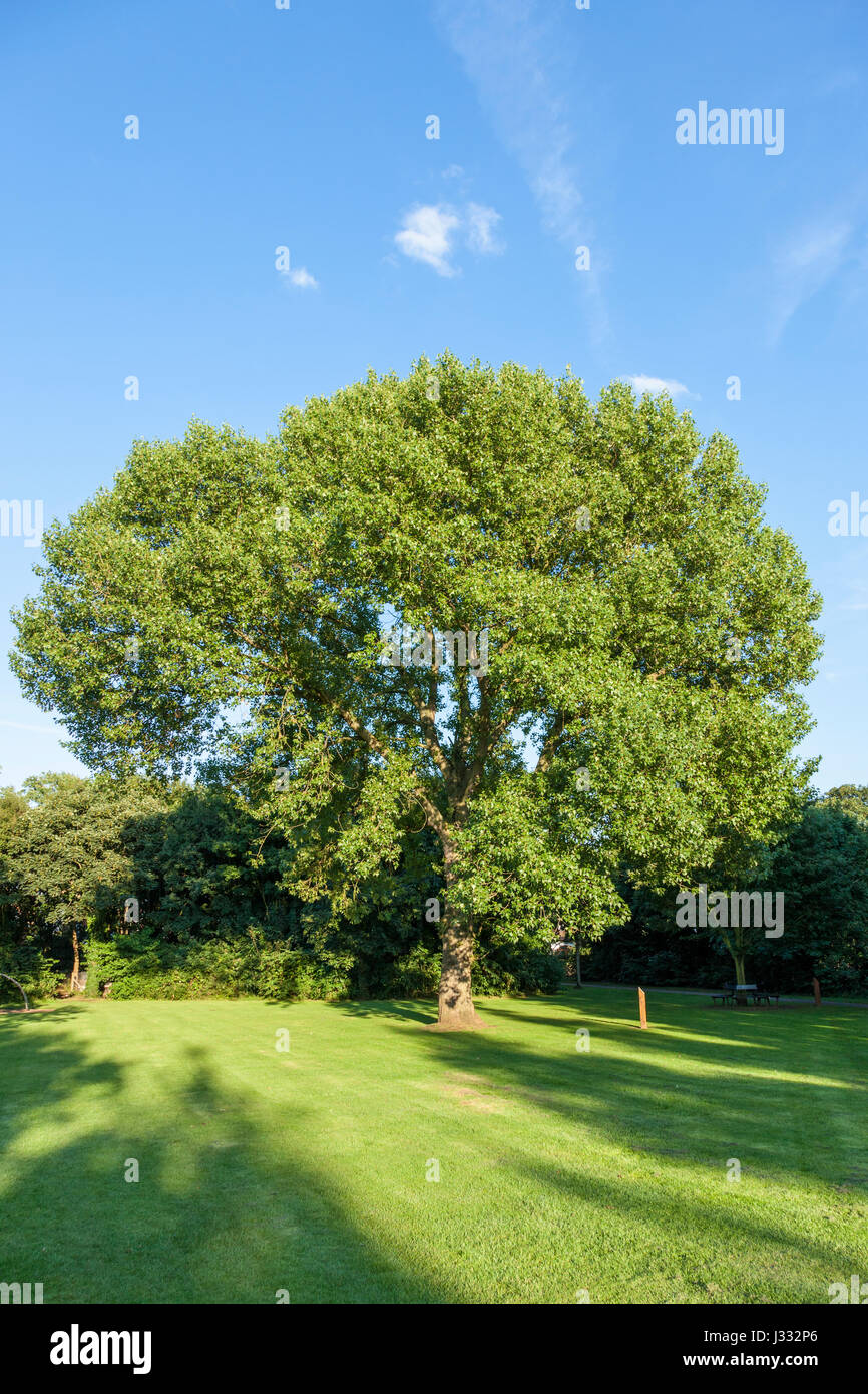 Hybrid Black Poplar (Populus x canadensis) tree in a park, England, UK Stock Photo