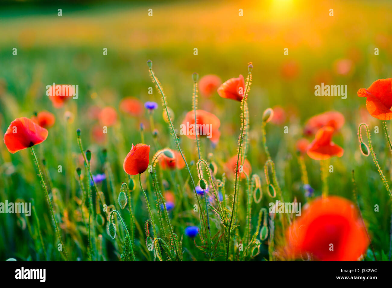 Vivid red poppy hi-res stock photography and images - Alamy