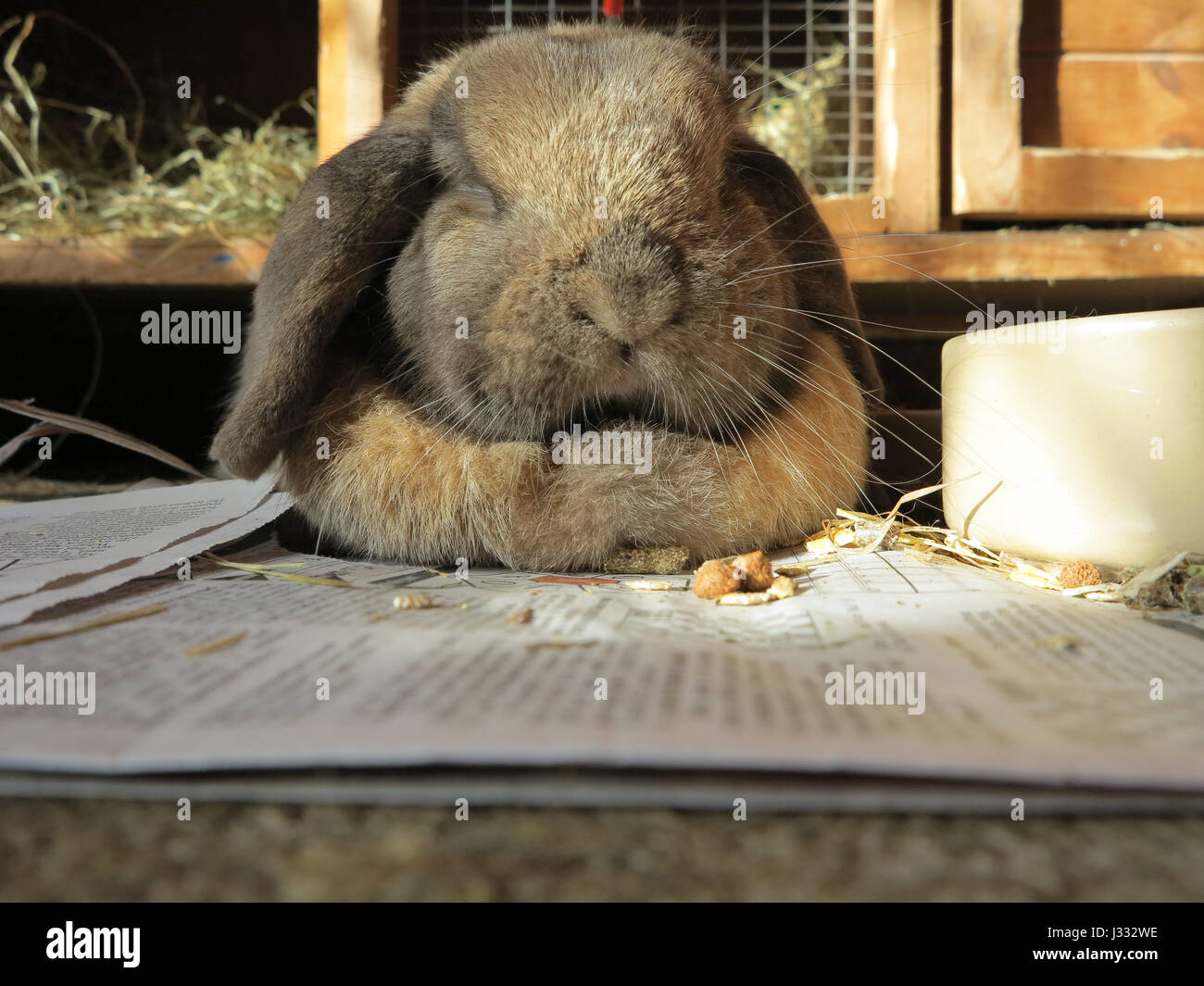 Low level shot of a large bunny rabbit (Oryctolagus cuniculus) with floppy ears sitting on newspaper outside his hutch Stock Photo