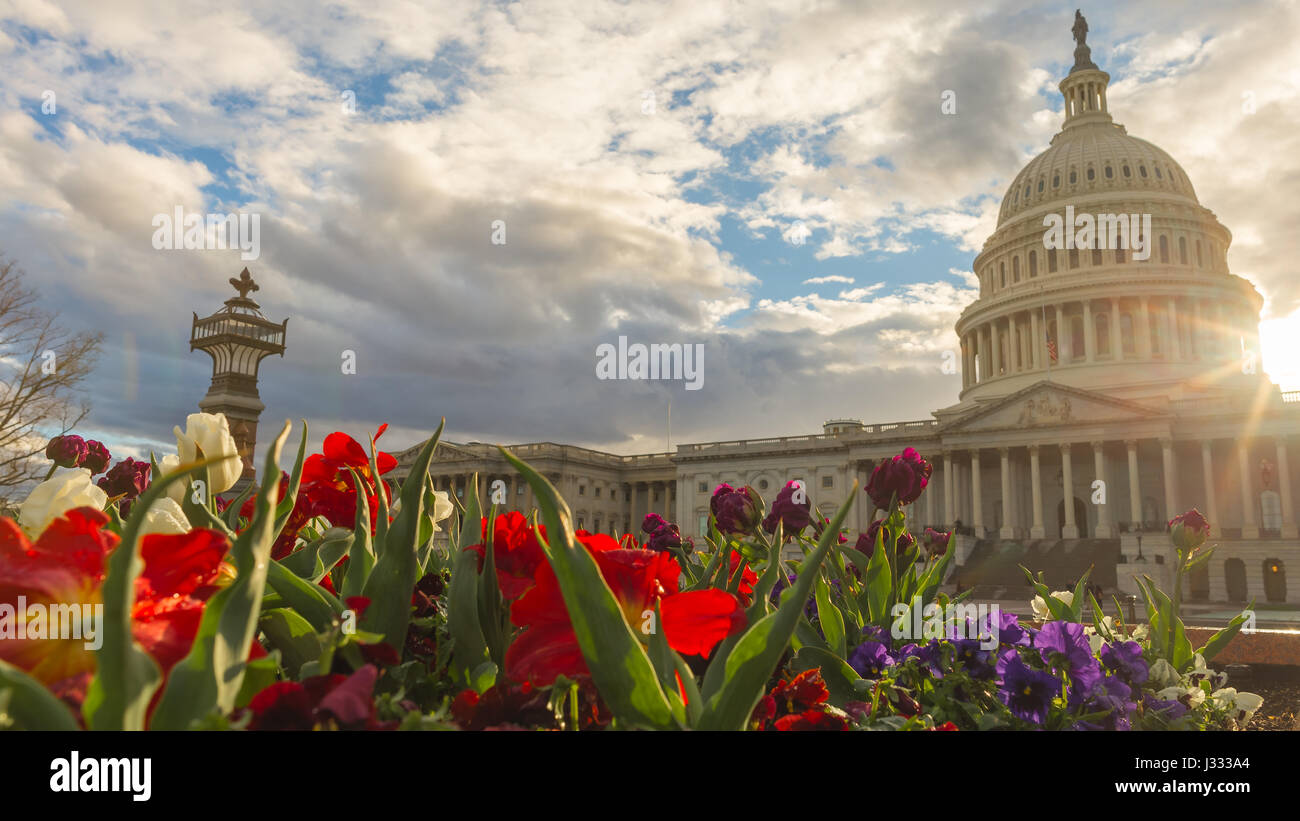 Flowers bloom in a flowerbed on the east side of the United States Capitol Building in D.C Stock