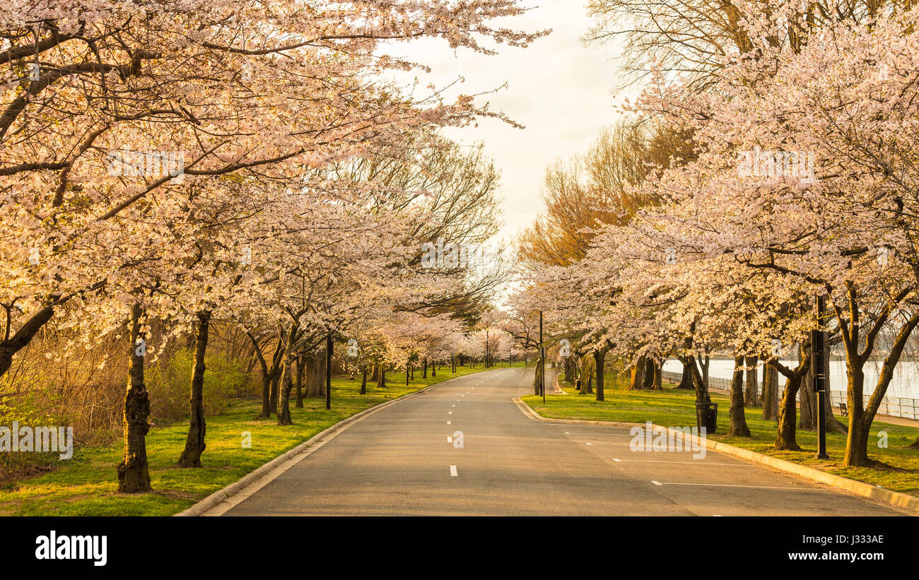 Cherry trees line Ohio Drive in Potomac Park during peak bloom of the