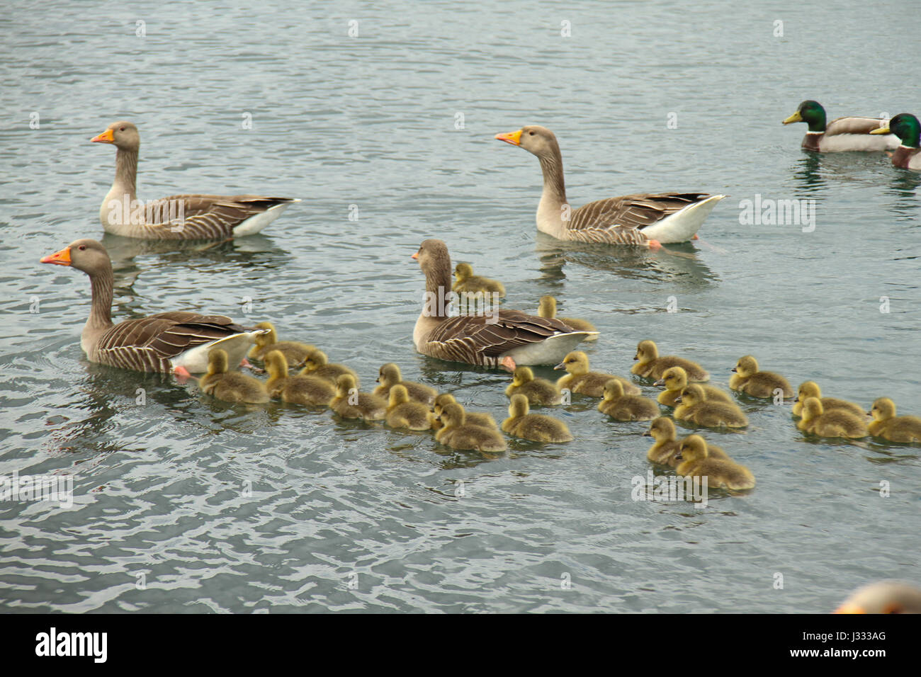 London, United Kingdom - May 1: A gaggle of Canadian geese and ducks swim on the lake at Fairlop Waters, a large country park and leisure facility located in East London.© David Mbiyu/Alamy Live News Stock Photo