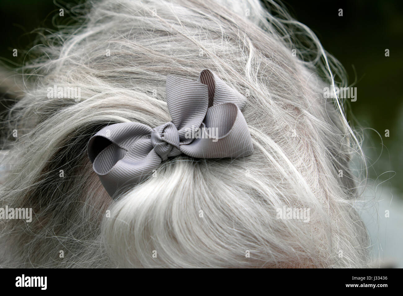 Silver ribbon bow on silver platinum long grey hair of senior mature older woman in London UK  KATHY DEWITT Stock Photo