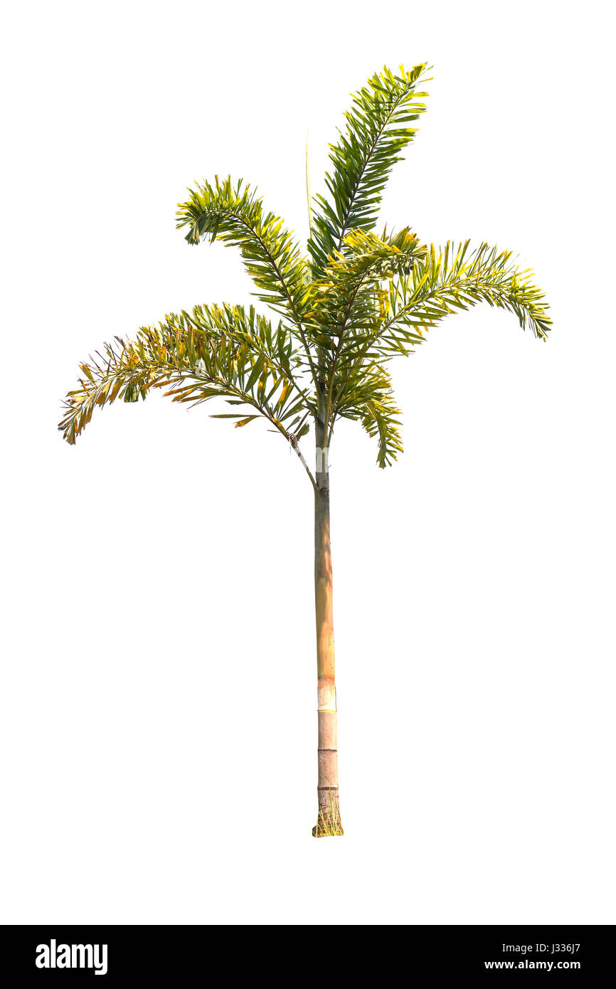 Beautiful Palm tree isolated on white background Stock Photo - Alamy