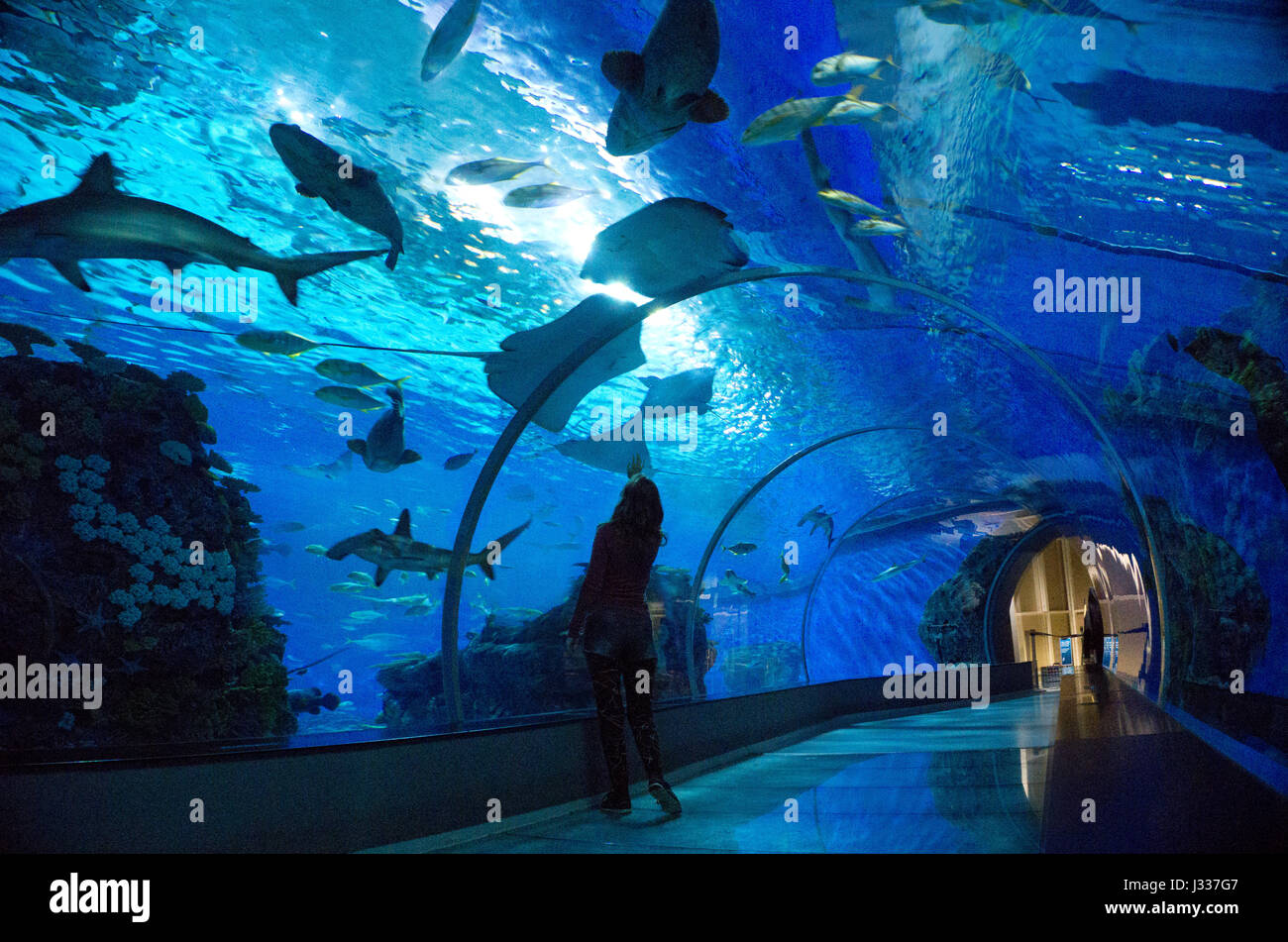 Woman standing in Den Blå Planet aquarium tunnel in Copenhagen, Denmark Stock Photo