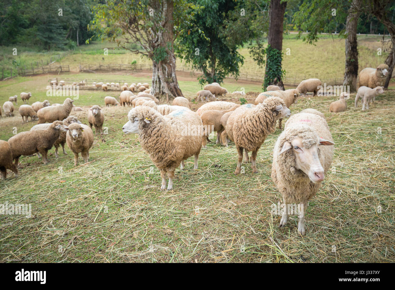 Group of brown fur sheep inside sloping hill farm covered by grass. Stock Photo