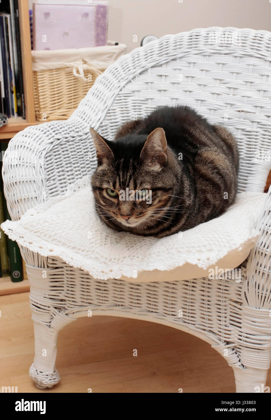 Large male adult pet Mackerel Tabby cat sitting on a cushion on a small white wicker chair and glancing at camera Stock Photo