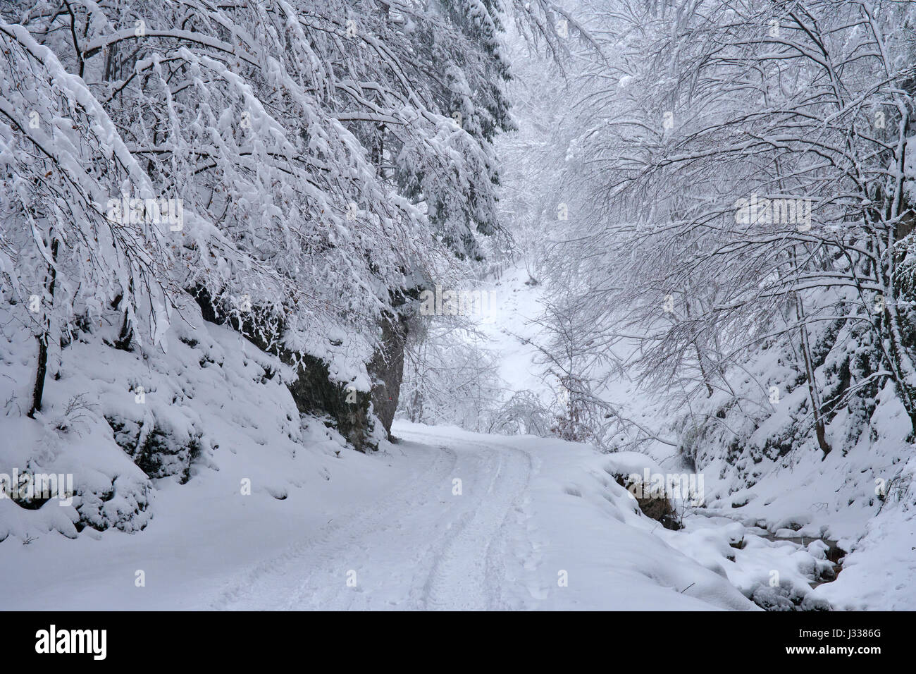 Road through the forest in winter or late spring Stock Photo - Alamy