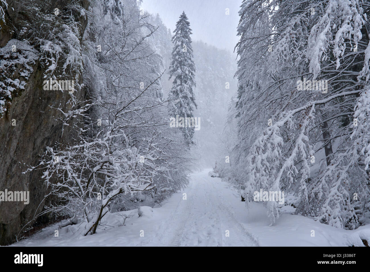 Road through the forest in winter or late spring Stock Photo - Alamy