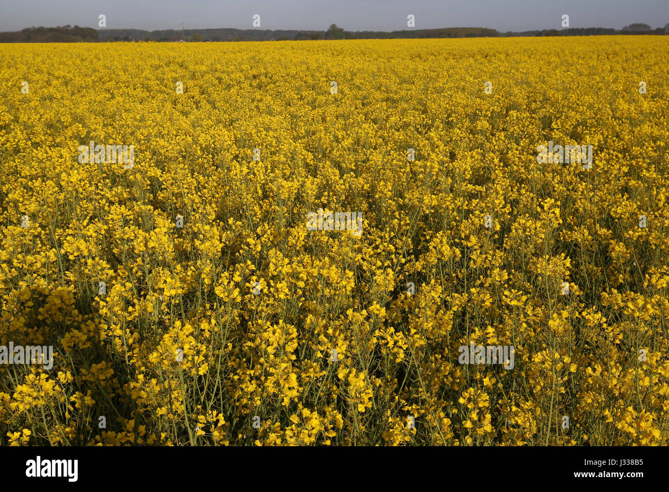 A field of Canola or rapeseed in Belgium. Yellow flowers. Stock Photo