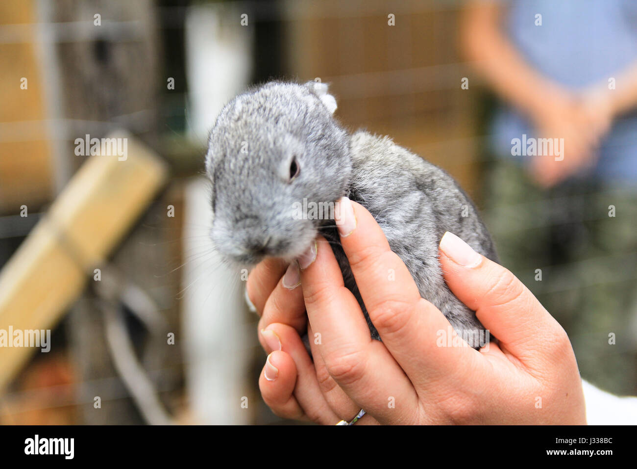 New born rabbit hi-res stock photography and images - Alamy