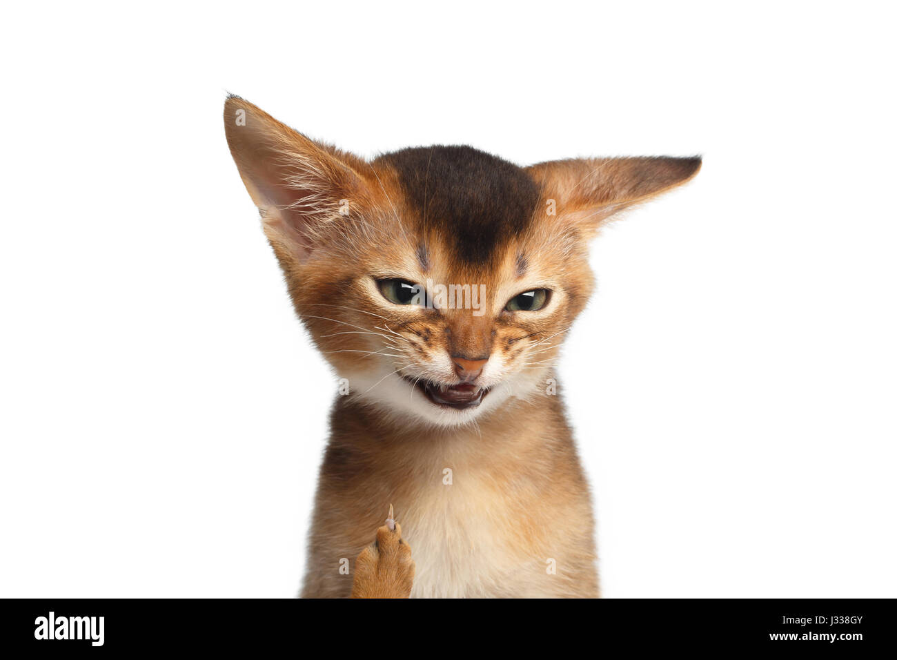 Angry cat hi-res stock photography and images - Alamy