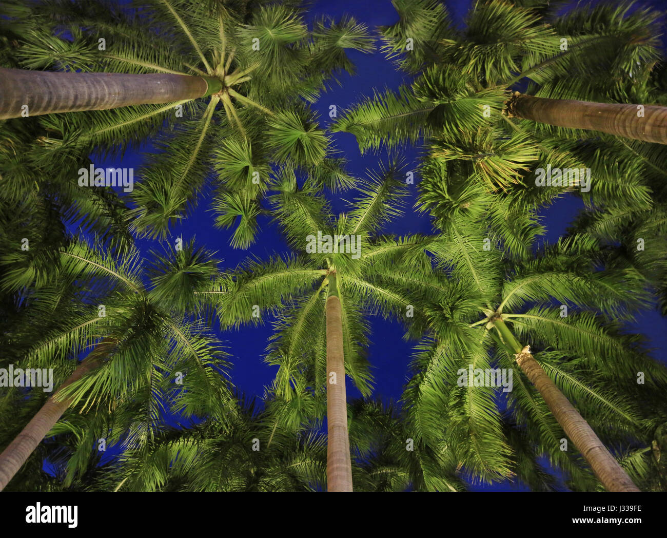 Palm trees at night, Manila, Philippines, Asia Stock Photo