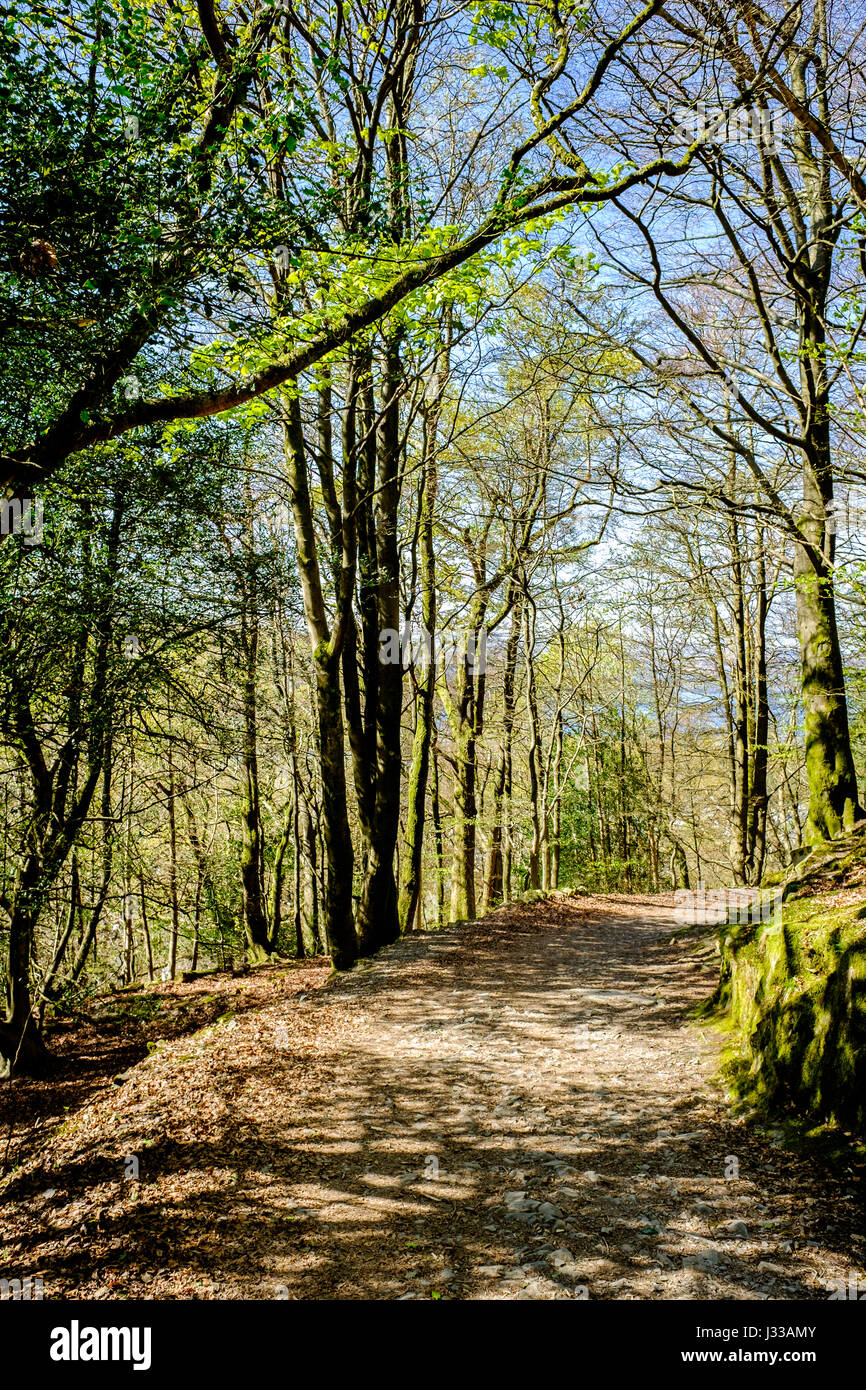 A sunny, springtime day on a path between trees in a woodland overlooking Lake Windermere at Bowness-in-Windermere, Lake district, Cumbria, England, B Stock Photo